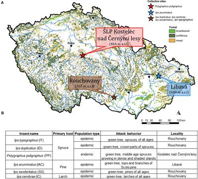 Core Mycobiome and Their Ecological Relevance in the Gut of Five Ips Bark Beetles (Coleoptera: Curculionidae: Scolytinae)